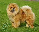 Chow Chow 9B008D-17